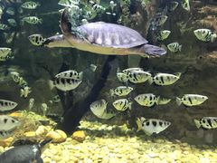 -迪拜水族馆及水下动物园