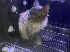 -PETKIT 小佩宠物·低压洗护·美容·寄养(安远店)