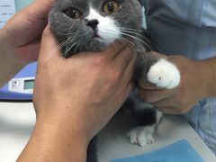 -纳吉亚猫专科动物医院博雅分院