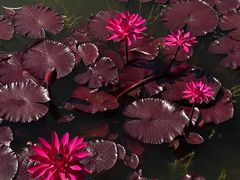 -国家植物园南园