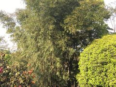 -南山植物园