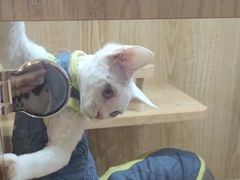 -山宅一喵德文卷毛猫舍