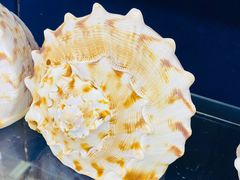 -青岛贝壳博物馆