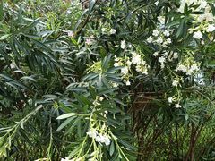 -北海金海湾红树林生态旅游区