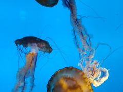 -太平洋海底世界