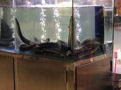 水产区-本炙炭烤·蒲烧活鳗料理店(金沙洲店)