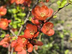 -梁鸿国家湿地公园