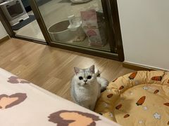 -芭比堂动物医院·心脏专科·夜诊·吉雅分院