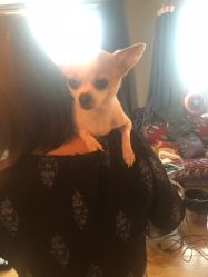 -椿树下·Tattoo纹身工作室