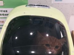 -纳吉亚猫专科动物诊疗中心(蒋宅口分院)