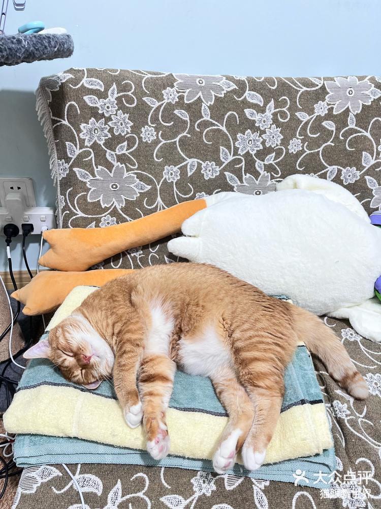 日记:午睡ing #创作者赏金计划 #谁能拒绝傻憨憨的小猫咪 #搞笑研究所