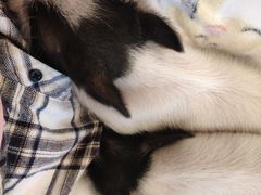 -浣熊柯尔鸭土拨鼠·电玩咖