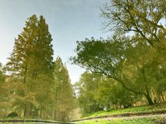 -上海共青森林公园