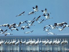 -鄱阳湖国家湿地公园
