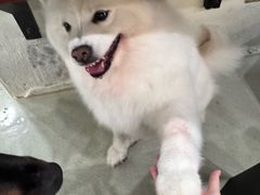 -小狗上班·狗咖·猫咖·小奶狗·摄影(南山店)