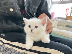 -lincat·猫舍(广州店)