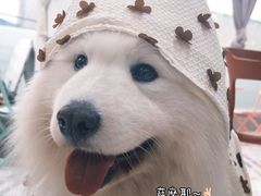 -星多哈·狗咖·拼豆·咖啡