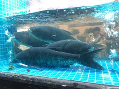 -浔味·山屿湖·正宗全鱼宴老字号