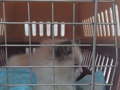 -四月宠物医院·猫专科·心脏专科·内科(转塘店)