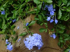 -成都市活水公园