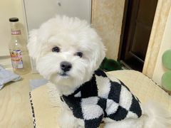 -萌宠之家·腊肠犬·马尔泰·小体犬舍
