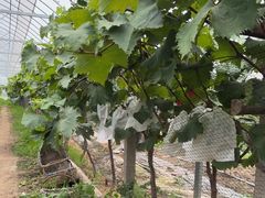 -马陆小张葡萄园农家乐