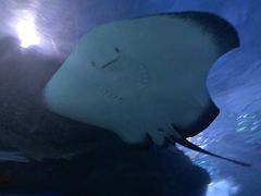 -暹罗海洋世界