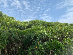 -东寨港红树林旅游区