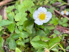 -硗碛藏寨·神木垒景区