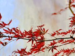 -秋霞圃