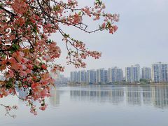 -莫愁湖公园