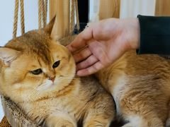 -柴迷FANS CLUB·柴犬狗咖·猫咖