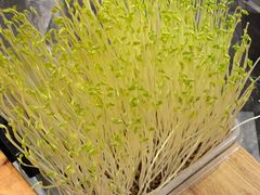 鲜豆苗-好彩猪肚鸡(正弘城店)