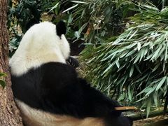-成都动物园