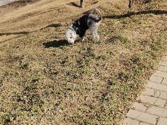 -BABIT巴比特宠物(MOMOPARK店)