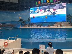-泉城欧乐堡海洋极地世界