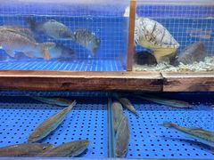 -锦绣金山人家(友谊店)