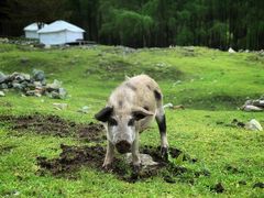 -硗碛藏寨·神木垒景区