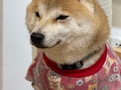 -柴迷FANS CLUB·柴犬狗咖·猫咖