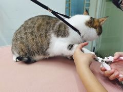 -1013 PET SHOP精品宠物商店(丁香店)