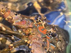 -金苑海鲜酒家(来魅力店)