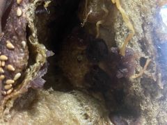 谷早味-原麦山丘(天虹店)