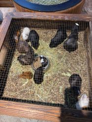 -酷嗒动物文化乐园(cutezoo西溪乐天城店)