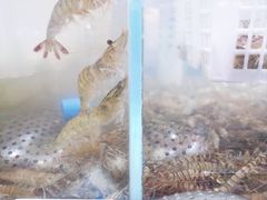 -半岛听涛蒸汽海鲜自助(K11店)