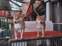 -中环花鸟鱼虫市场
