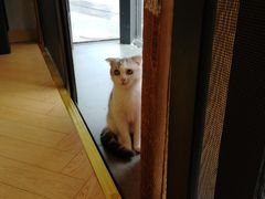 -吉丁鸟咖·异宠·寄养
