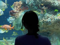 -芜湖新华联大白鲸海洋公园