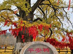 -千年银杏谷文化旅游区