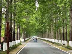 -黄海国家森林公园