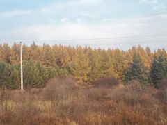 -塞罕坝国家级自然保护区